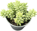 Sprout N Green Donkey's Tail with 4" Vintage Metal Pot, Live Sedum Morganianum-Burro's Tail Succulent with Soil, House Plant for Home Office Wedding Indoor Outdoor Decor, DIY Project, Party Favor