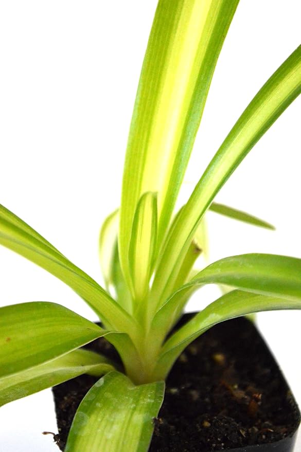 9GreenBox - Ocean Spider Plant - Easy to Grow - Cleans The Air - New - 2 Pack