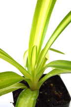 9GreenBox - Ocean Spider Plant - Easy to Grow - Cleans The Air - New - 2 Pack