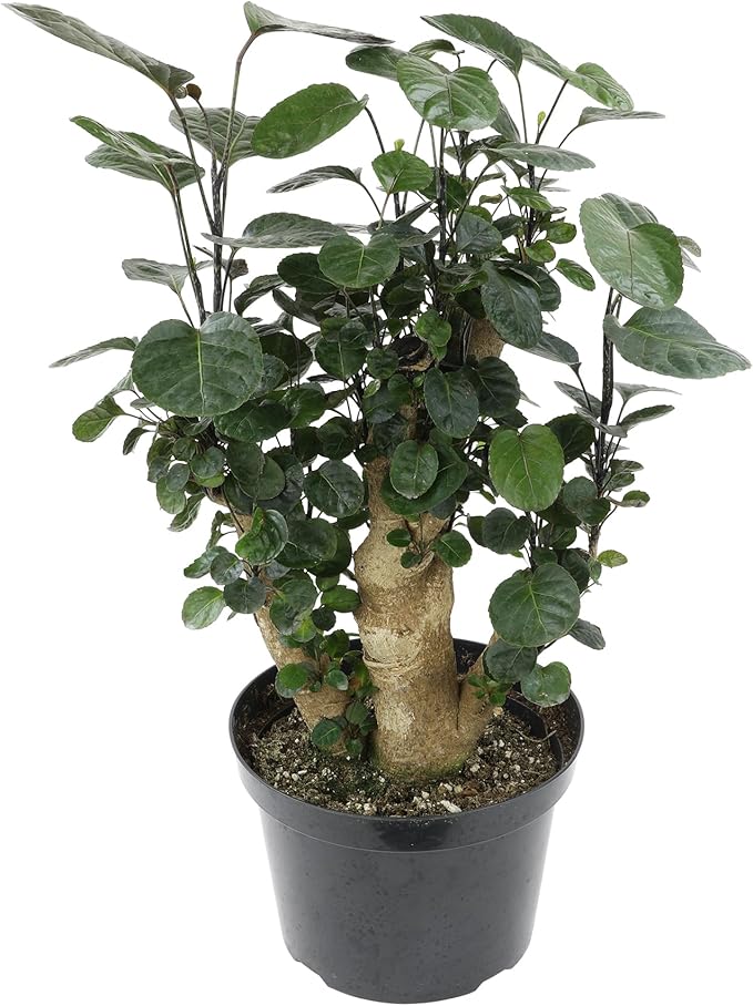 Rare Live Aralia 'Fabian Stump' in 8" Grower Pot, Unique Houseplants, Exotic Foliage for Home or Office, Air Purifying Easy Plant to Grow for Beginners by Plants for Pets