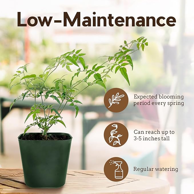 My Shelfie - Mini Pink Jasmine Plant Vine, Jasmine Plant Starter in 2-Inch Pot, Live Plants Outdoor Setting, Jasmine Plant Live Grows to 3-5 Inches, Pet-Friendly, 3-Piece