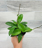 Hoya Carnosa Live in 4 inch Nursery Plant Pot Live Rare Exotic Tropical Indoor House Plants Easy to Grow Housewarming Gift Decoration Gift for Home or Office by 3exoticgreen