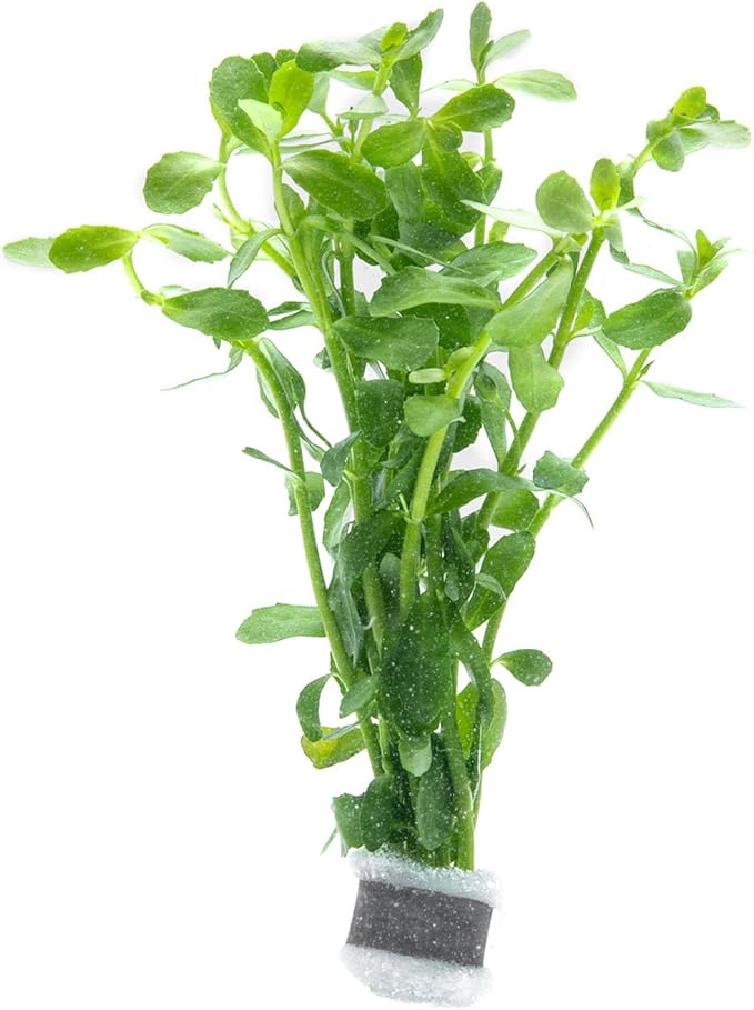 SubstrateSource Live Aquarium Stem Plants - Freshwater Aquatic Plant for Fish Tanks, Aquascaping - (Moneywort Bacopa Monnieri, 1 Bunch)