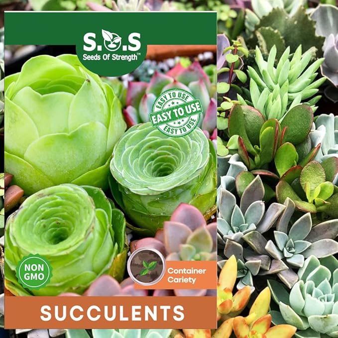 200 pcs Rare Mixed Mini Succulents Seeds for Bonsai & Ornamental Plants - Grow Your Stunning Garden
