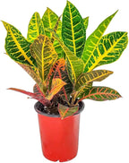 Croton Plants (Petra, 1 Gallon/6" Nursery Pot)