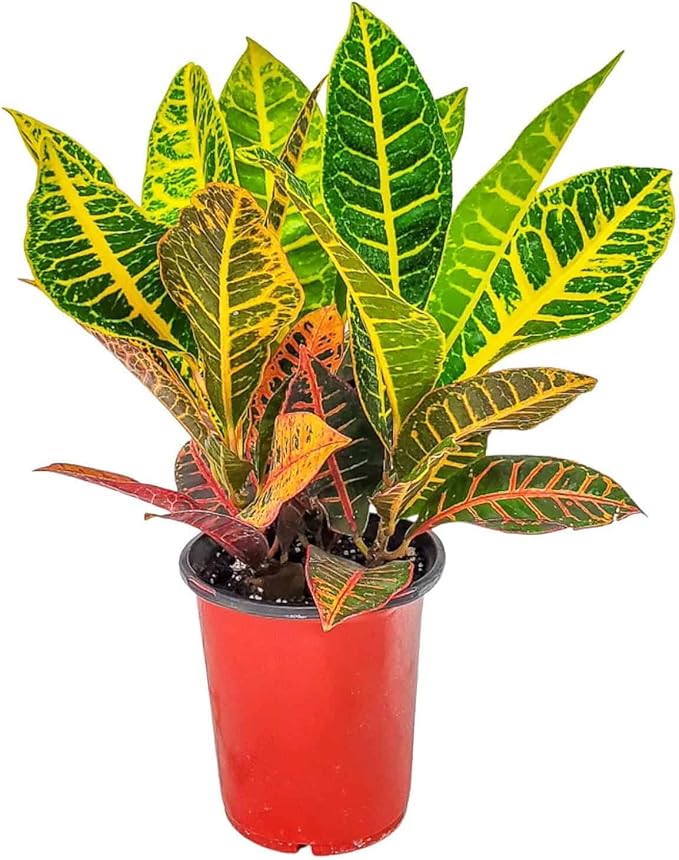 Croton Plants (Petra, 1 Gallon/6" Nursery Pot)