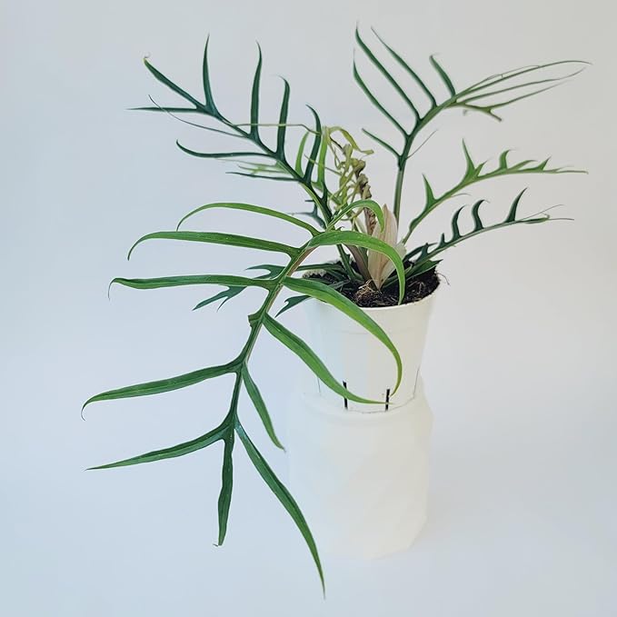 Philodendron Tortum Live Plant | Ships from CA | Available in Modern White Self-Watering Planter | Air Purifying & Pet-Friendly (4" Nursery Pot, Small Plant)