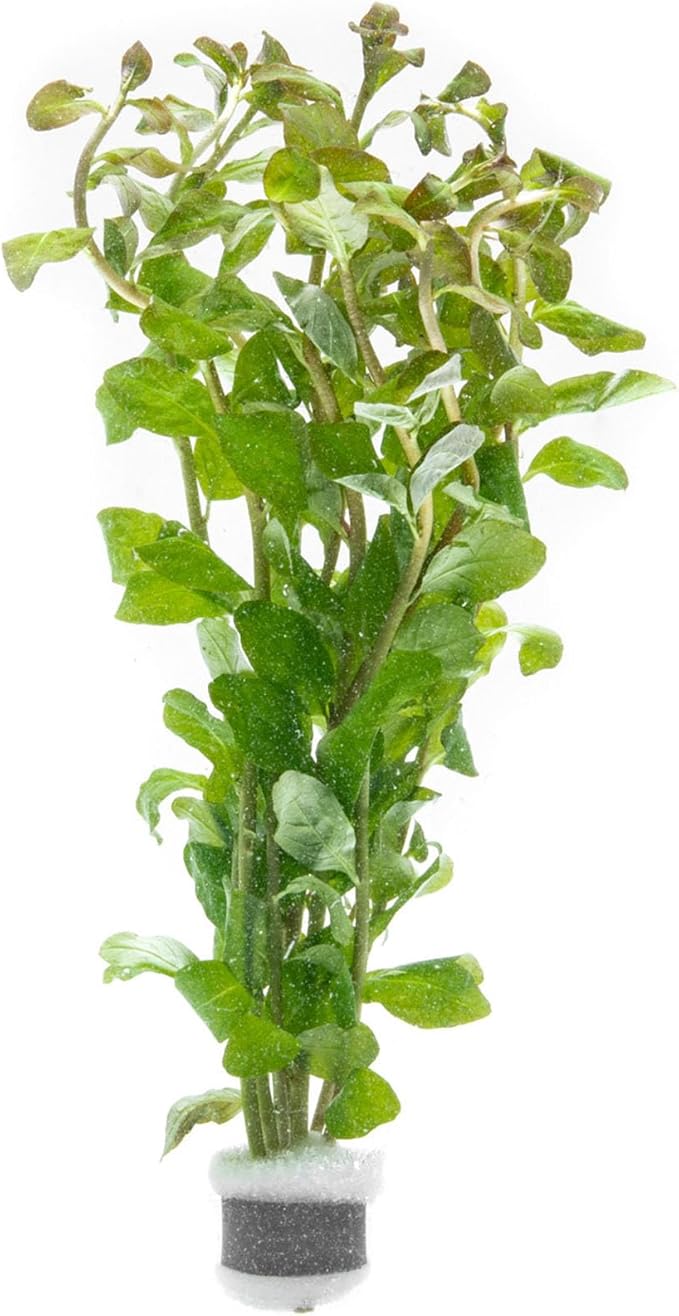 SubstrateSource Live Aquarium Stem Plants - Freshwater Aquatic Plant for Fish Tanks, Aquascaping - (Ludwigia Senegalensis, 1 Bunch)