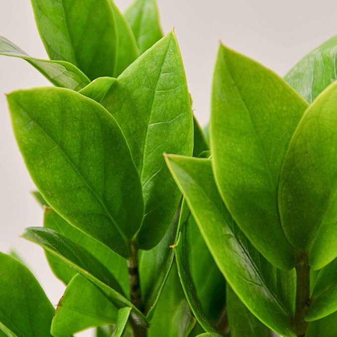 Zamioculcas Zamiifolia ZZ Live Plant for Indoor | Different Houseplants in 4'' & 6'' Pot | Real House Plant for Living Room, Office, Desk & Bathroom