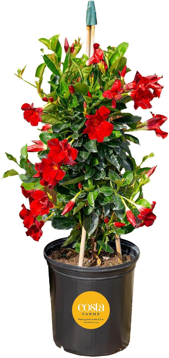 Costa Farms Mandevilla Teepee Live Plant - 30" Tall Flowering Vine Houseplant - Indoor, Outdoor Garden or Patio Plant Home Decor - Grower's Choice Blooms