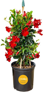 Costa Farms Mandevilla Teepee Live Plant - 30" Tall Flowering Vine Houseplant - Indoor, Outdoor Garden or Patio Plant Home Decor - Grower's Choice Blooms
