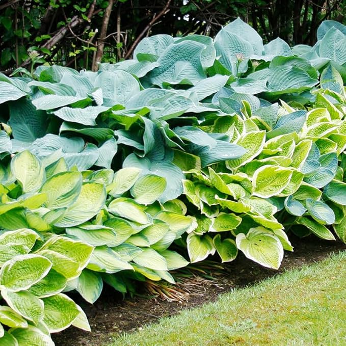 Mixed Hosta Perennials (6 Pack of Bare Roots) - Great Hardy Shade Plants