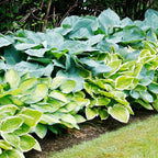 Mixed Hosta Perennials (6 Pack of Bare Roots) - Great Hardy Shade Plants