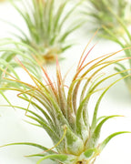 Shop Succulents Ionantha Tillandsia Air Plants, Assorted Mini Live Indoor Plants for Home Decor & Gifts, Low Maintenance, Natural Air Purifier, Hanging Plants, Favors, Terrarium Plants, Pack of 50