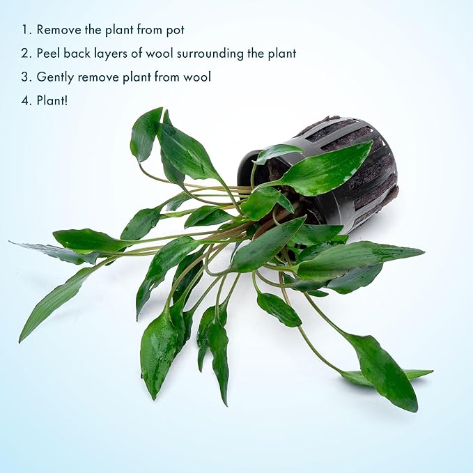 SubstrateSource Cryptocoryne Live Aquarium Plants - Freshwater Plant for Aquariums, Planted Fish Tanks - Beginner Friendly (Undulata, 1 Pot (3-5 Plants))