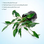 SubstrateSource Cryptocoryne Live Aquarium Plants - Freshwater Plant for Aquariums, Planted Fish Tanks - Beginner Friendly (Undulatus Hybrid, 1 Pot (3-5 Plants))