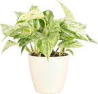 Thorsen's Greenhouse Marble Queen Pothos, Live Indoor Plant, Easy to Grow, Rare Variegated Houseplant, Natural Air Purifier, 4-inch Diameter Pot (Natural)