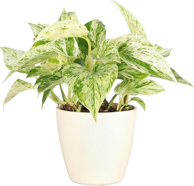 Thorsen's Greenhouse Marble Queen Pothos, Live Indoor Plant, Easy to Grow, Rare Variegated Houseplant, Natural Air Purifier, 4-inch Diameter Pot (Natural)