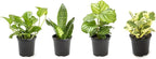 Money Tree Plant Indoor House Plants, Chinese Money Plant Decor, Bonsai Tree Feng & Essential Houseplant Collection (4PK) Live Plants Indoor Plants Live Houseplants in Plant Pots