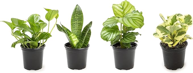 Money Tree Plant Indoor House Plants, Chinese Money Plant Decor, Bonsai Tree Feng & Essential Houseplant Collection (4PK) Live Plants Indoor Plants Live Houseplants in Plant Pots
