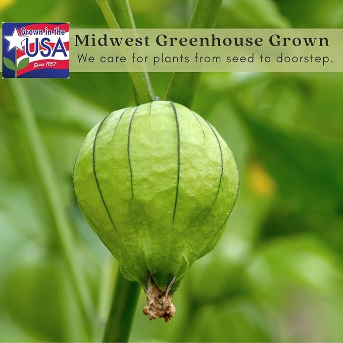 Clovers Garden Tomatillo Plants – Two (2) Live Plants – Non-GMO - Not Seeds - Each 4" to 8" Tall – in 4" Inch Pots – Must Have for Salsa Verde