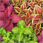 100+ Mixed Coleus Flower Plant Seeds Rainbow Groundcover Flowers Garden Plant