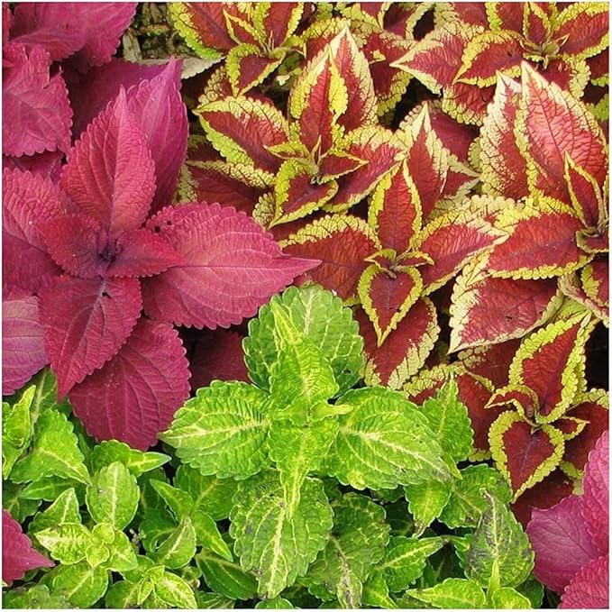 100+ Mixed Coleus Flower Plant Seeds Rainbow Groundcover Flowers Garden Plant