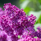 CarpetC 300+ Lilac Seeds for Planting, Hardy Perennial Shrub Non-GMO Fragrant Spring Blooms Syringa vulgaris for Home Outdoor Borders, Hedges & Pollinator Gardens