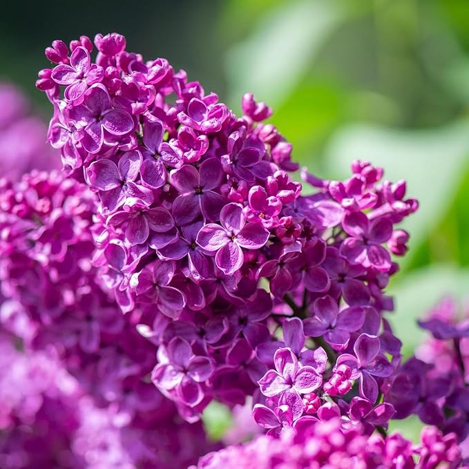 CarpetC 300+ Lilac Seeds for Planting, Hardy Perennial Shrub Non-GMO Fragrant Spring Blooms Syringa vulgaris for Home Outdoor Borders, Hedges & Pollinator Gardens