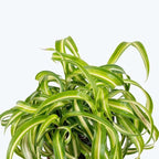 Hanging Curly Spider Plant Live in 4 Inch Pot | Bonnie Spider Plant | Air-Purifying | Low Maintenance | Perfect for Home and Office Decor | Easy Care Starter Plants