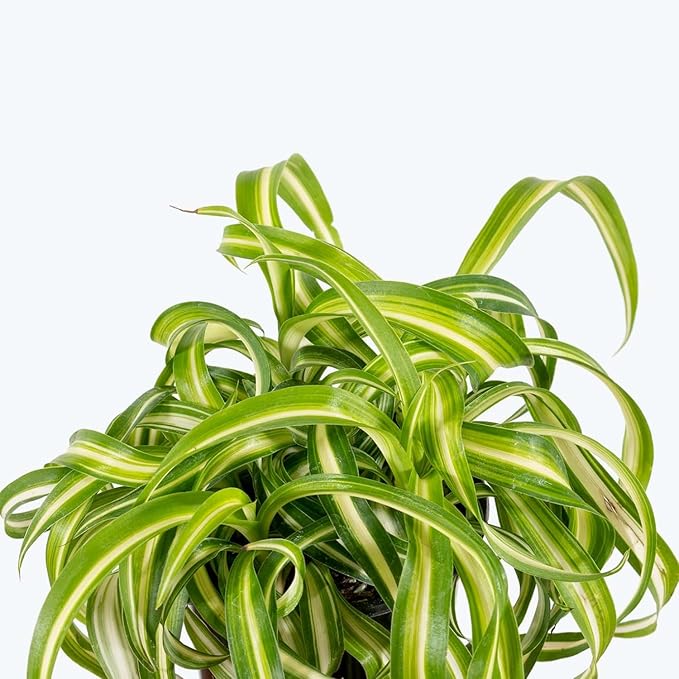 Hanging Curly Spider Plant Live in 4 Inch Pot | Bonnie Spider Plant | Air-Purifying | Low Maintenance | Perfect for Home and Office Decor | Easy Care Starter Plants