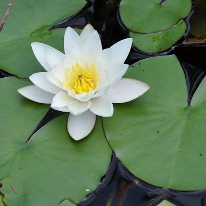 Chalily Water Lily Aquatic Plants Live Lilies Real Small or Big Pond Plant Lilly Ponds Cold Hardy Pads Grow waterlillies Flowering rhizomes Outdoor lilys Waterlily Lillies pre Grown lillys pad White