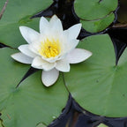 Chalily Water Lily Aquatic Plants Live Lilies Real Small or Big Pond Plant Lilly Ponds Cold Hardy Pads Grow waterlillies Flowering rhizomes Outdoor lilys Waterlily Lillies pre Grown lillys pad White