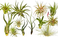 Rainforest Grown 12 Pack Assorted Air Plants - Live Tillandsia - Easy Care House Plants -