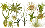 Rainforest Grown 12 Pack Assorted Air Plants - Live Tillandsia - Easy Care House Plants -