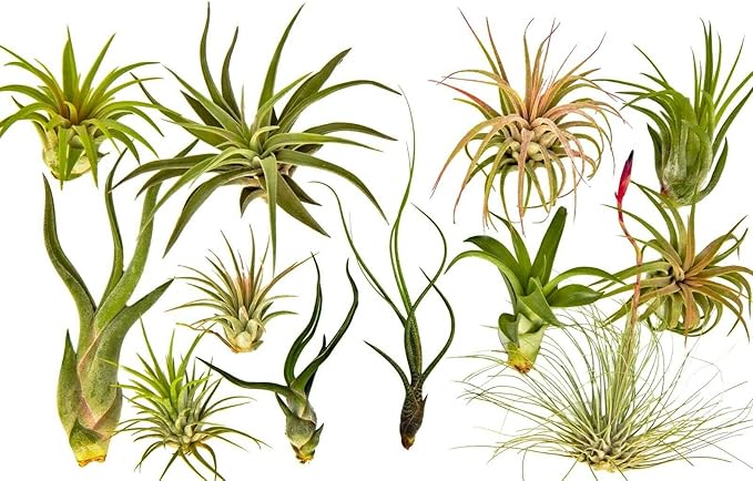 Rainforest Grown 12 Pack Assorted Air Plants - Live Tillandsia - Easy Care House Plants -