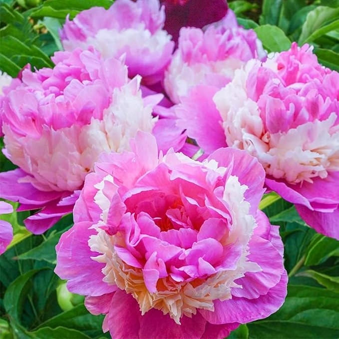 Rare Peony Seeds for Planting - 100+ Peony Seeds Heirloom Seeds Beautiful Flower Seeds Home Garden Bonsai