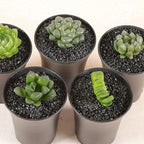 7lb Black Cactus Pea Gravel Rocks,1/4 Inch Pebbles for Indoor Plants, Natural Succulent Rock and River Rocks Decorative for Aquariums, Vases, Outdoor Gardening, Top Dressing for Potted Plants