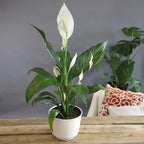 Altman Plants Peace Lily Plant Decor with 6 Inch White Plant Pot, Easy to Grow House Plant, Desk Plant & Office Plant, Easy Plant Gift, Air Purifying Plants Grow in Indoor Plant Potting Soil Mix