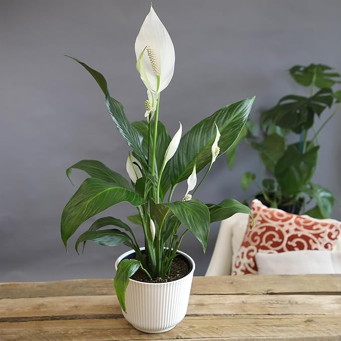 Altman Plants Peace Lily Plant Decor with 6 Inch White Plant Pot, Easy to Grow House Plant, Desk Plant & Office Plant, Easy Plant Gift, Air Purifying Plants Grow in Indoor Plant Potting Soil Mix