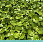 Water Hyacinth - Eichhornia crassipes - Live Plants for Pond, Floating Aquatic Garden Plants - 1 Plant