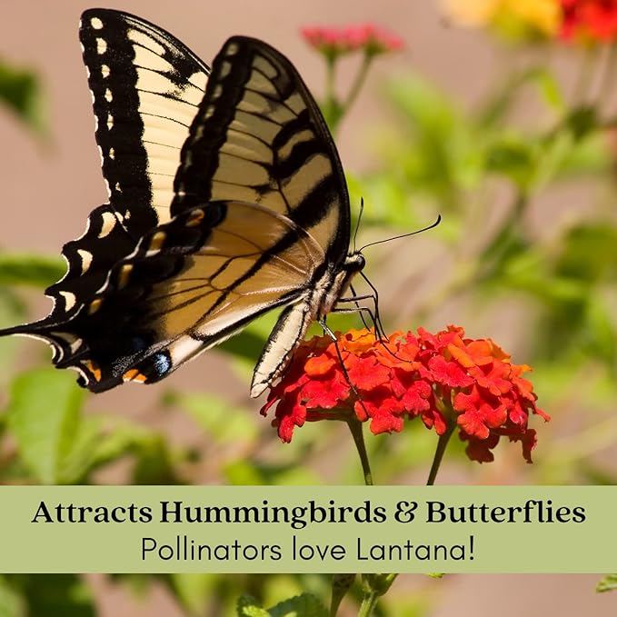 Clovers Garden Lantana Camara Flowers – Two (2) Live Plants Non-GMO Each Plant 4" to 8" Tall – in 4" Inch Pots - Natural Mosquito Garden - Attract Hummingbirds & Butterflies, Assorted Colors