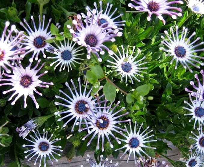 100 pcs Rare Daisy Flowers Seeds for Planting - Purple Daisy Seeds Non-GMO Perennial Garden Plants Seeds Outdoor Daisy Flower Home Garden