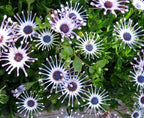 100 pcs Rare Daisy Flowers Seeds for Planting - Purple Daisy Seeds Non-GMO Perennial Garden Plants Seeds Outdoor Daisy Flower Home Garden