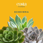 Costa Farms Echeveria Succulents Fully Rooted Live Indoor Plant 6-Inches Tall, in Grower Pot, 3-Pack
