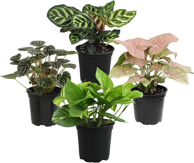 Altman Plants, Classic Houseplant Collection (4PK) Live Plants Indoor Plants Live Houseplants in Plant Pots, Easy House Plants Indoors Live, Snake Plant, Pothos in Potting Soil, Clean Air Plants
