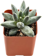 Live Succulent pachyphytum compactum, 2 Inch Fully Rooted Potted Plant, Easy Care & Drought Tolerant, Indoor Houseplant for Home Decor