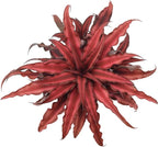 Cryptanthus Super Red Earth Star Live Indoor Plant in 4 in. Plastic Grower Pot **8*Cannot Ship to California and Hawaii**