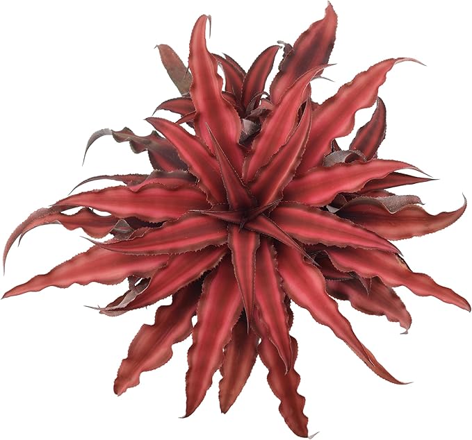 Cryptanthus Super Red Earth Star Live Indoor Plant in 4 in. Plastic Grower Pot **8*Cannot Ship to California and Hawaii**