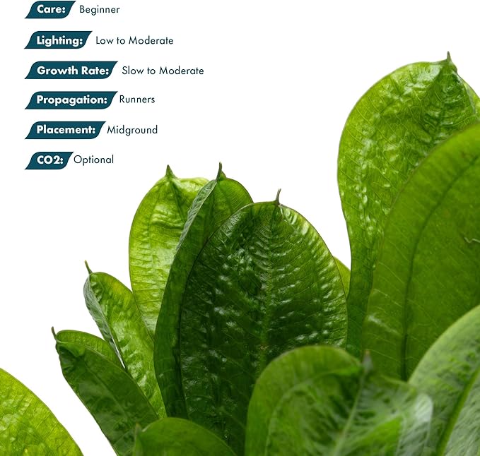SubstrateSource Echinodorus Parviflorus Rosette Sword Live Plant for Freshwater Aquariums, Natural Fish Tank Decorations, and Aquatic Decor (5 Pots (10-15 Plants))